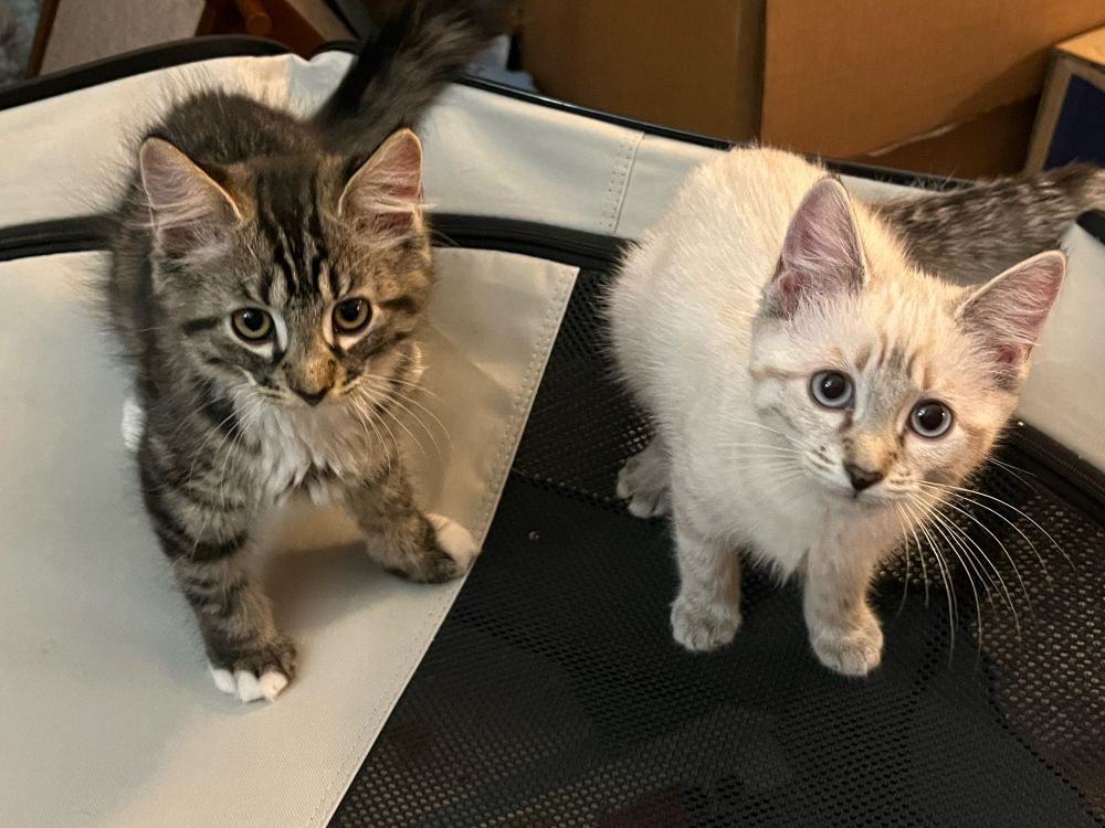 Dashi and Miso, a fluffy brown tabby kitten and his pretty cream colored sister with grey lynx point markings