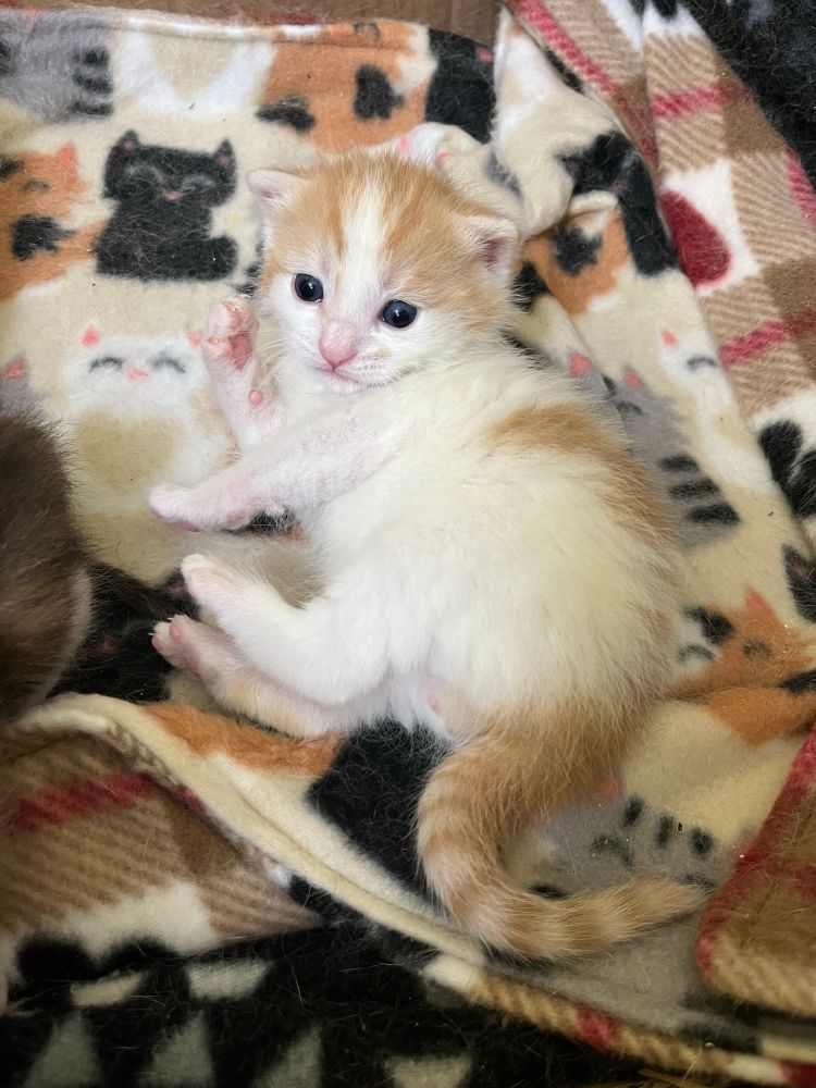 Data, a 2 1/2 week old orange and white tabby kitten.