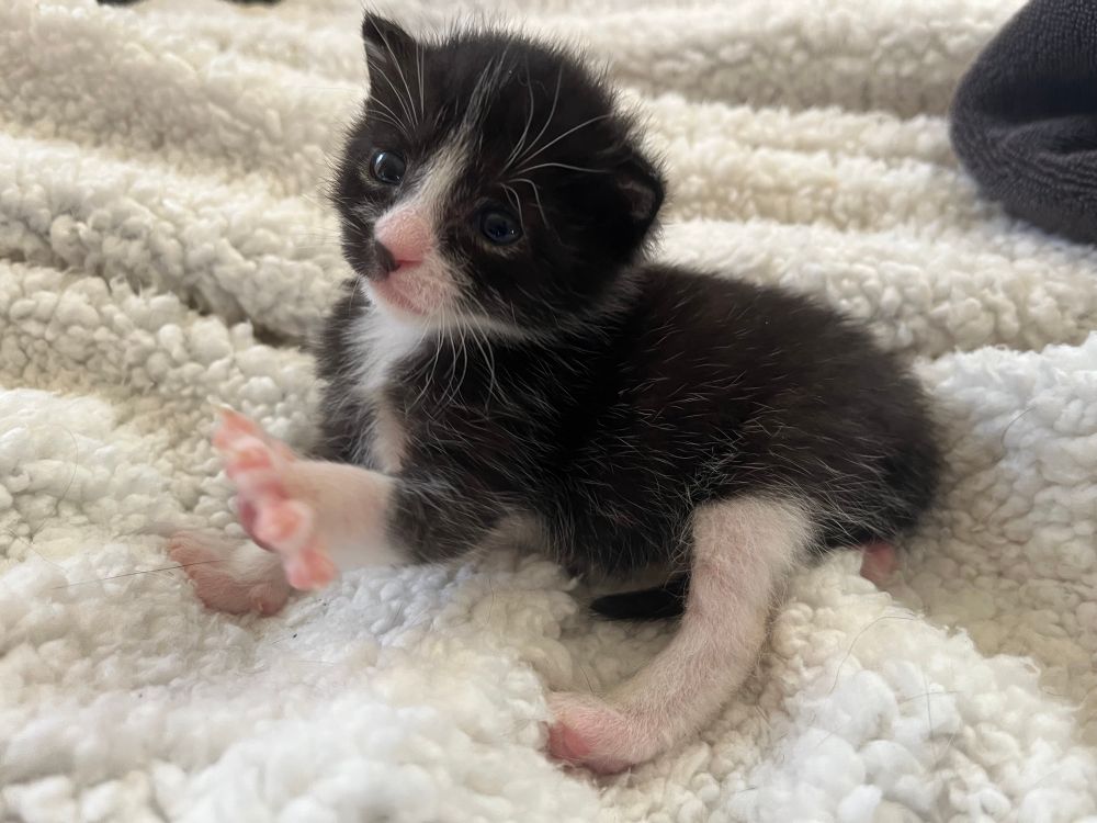 Thorn, a tiny 3-week old tuxedo kitten who is beginning to look like a mini-cat. 