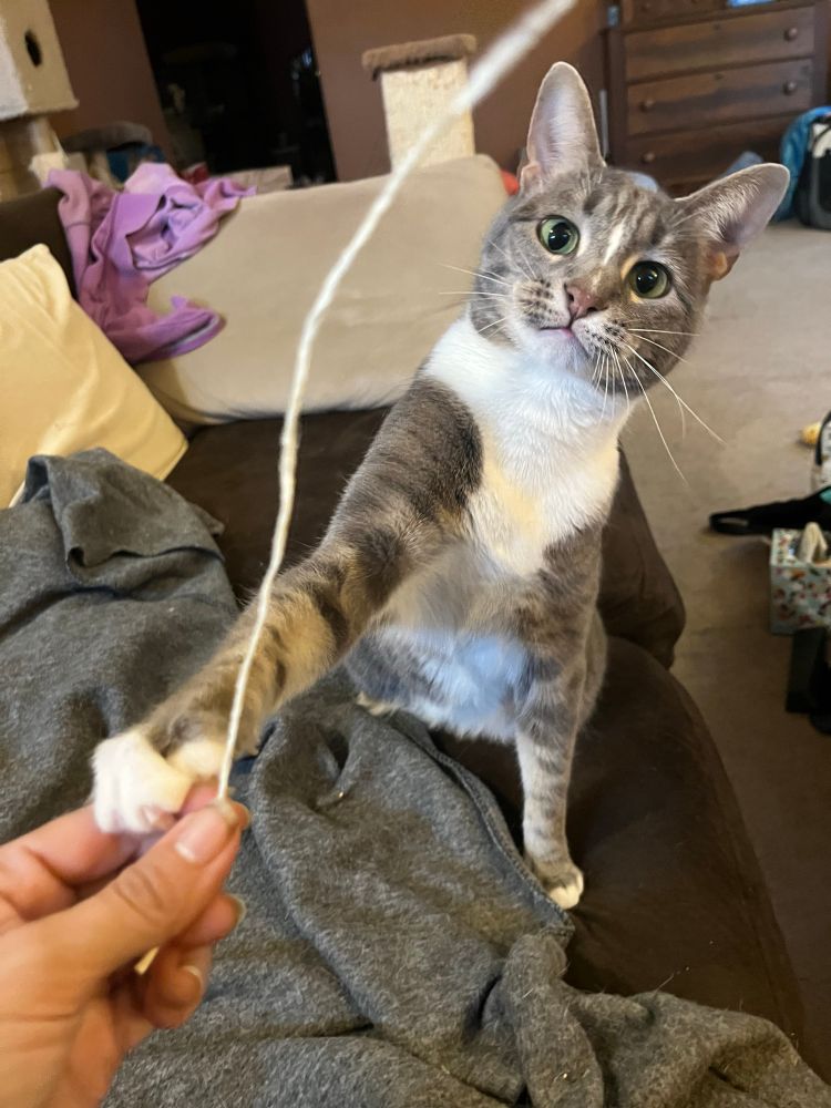 Wasabi, a grey tabby cat with white tuxedo markings, holding foster dad’s hand while reaching for string he is holding for her to play with. 
