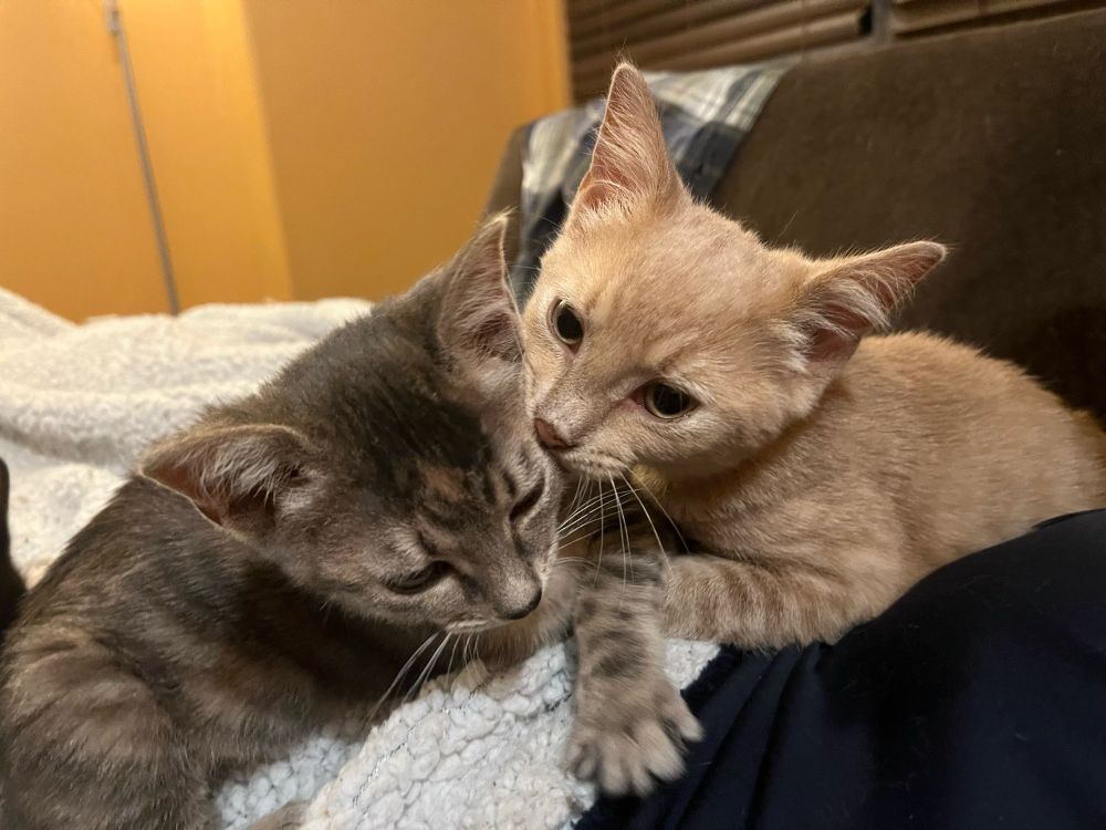 Eevee and Pikachu, a dilute tortoiseshell tabby kitten is being groomed by her buff tabby brother.