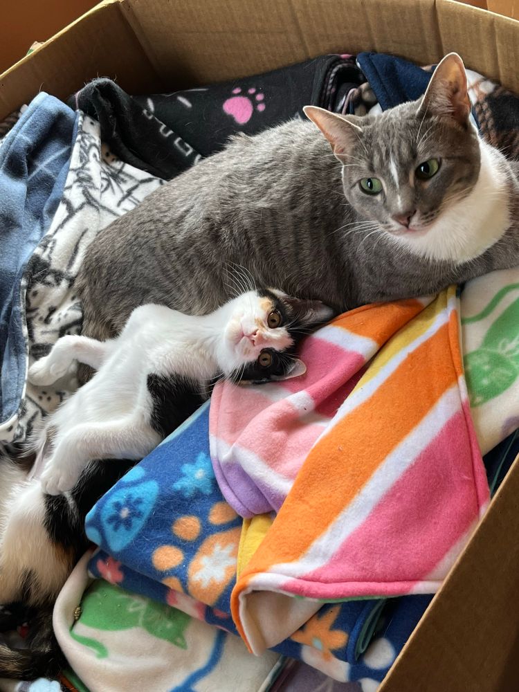 Wasabi, a grey tabby cat with white tuxedo markings, laying amidst a stack of colorful fleece blankets as CheepCheep, a little calico kitten, cuddles beside her on her back. 