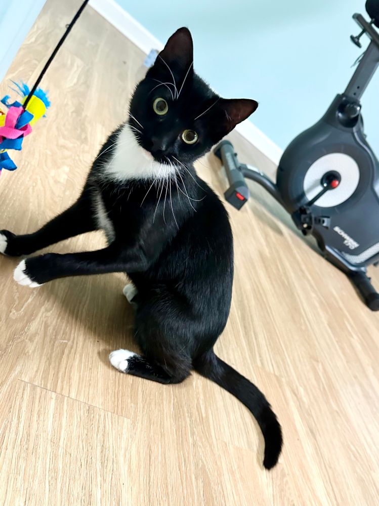 Violet, a cute black and white tuxedo cat with expressive green eyes. 
