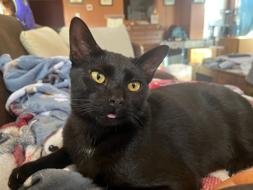 Chicory, a sleek black car with big yellow eyes and tall ears, looks at the camera with his tongue out in a little “blep.”