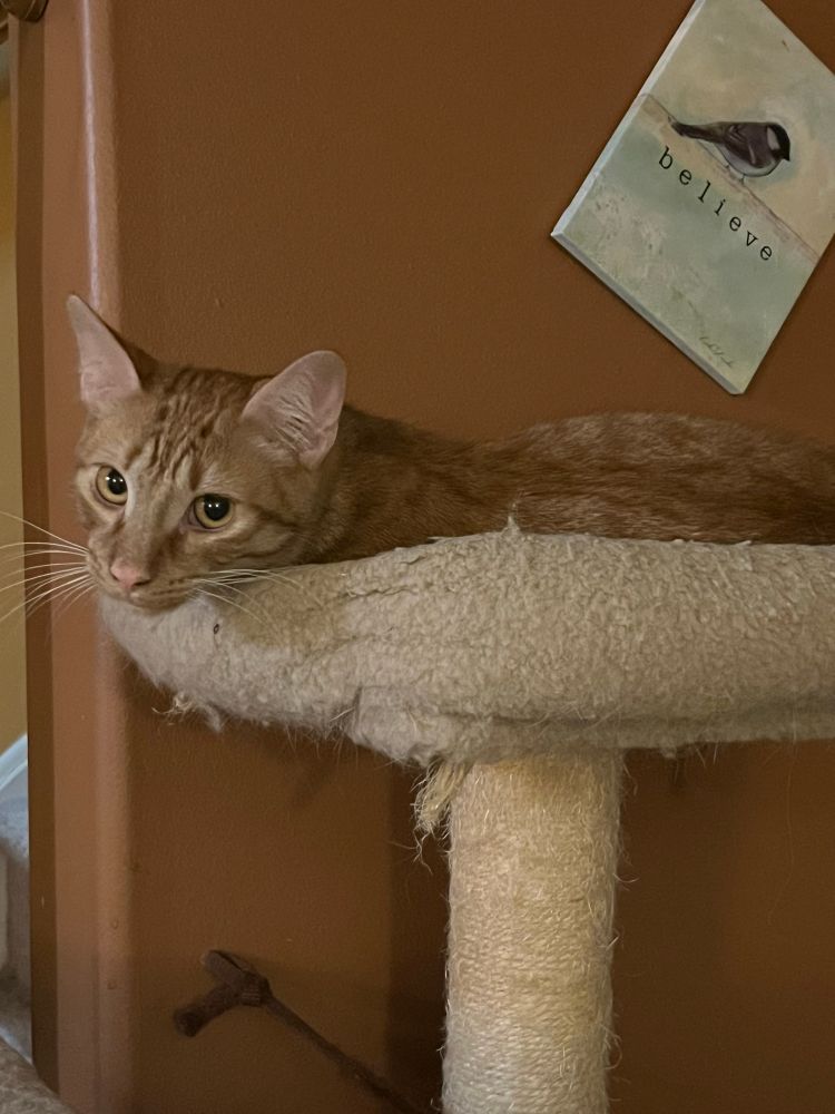 Satsuma, a very handsome honey colored orange tabby cat. 