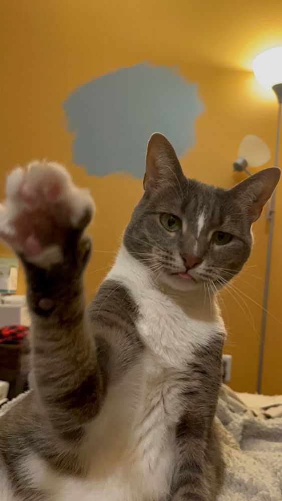 Wasabi, a grey tabby cat with white tuxedo markings, raises a paw to the camera while making a “blep” with her tongue sticking out slightly. 