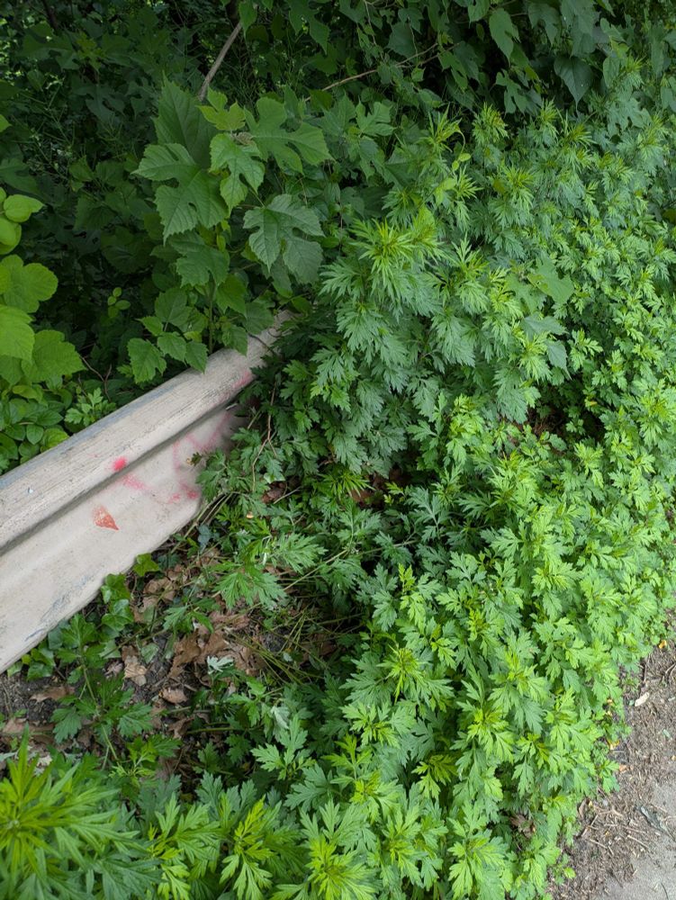 mugwort growing on the side of the road, climbing over a metal crash barrier 