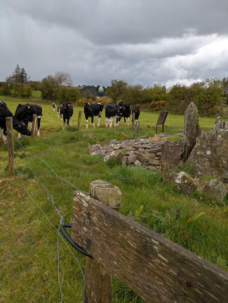 Cows surrounding Island wedge tomb 