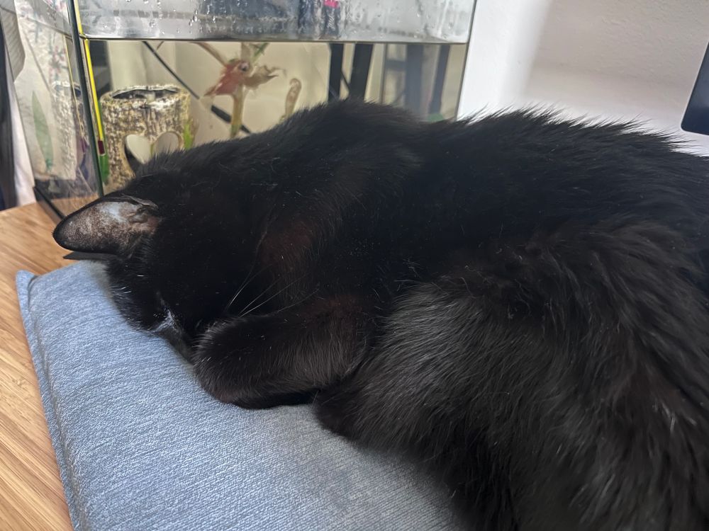 A black cat napping on a slate-blue pillow on a desk, next to a fish tank containing an orange betta fish resting on tall plants in the background.