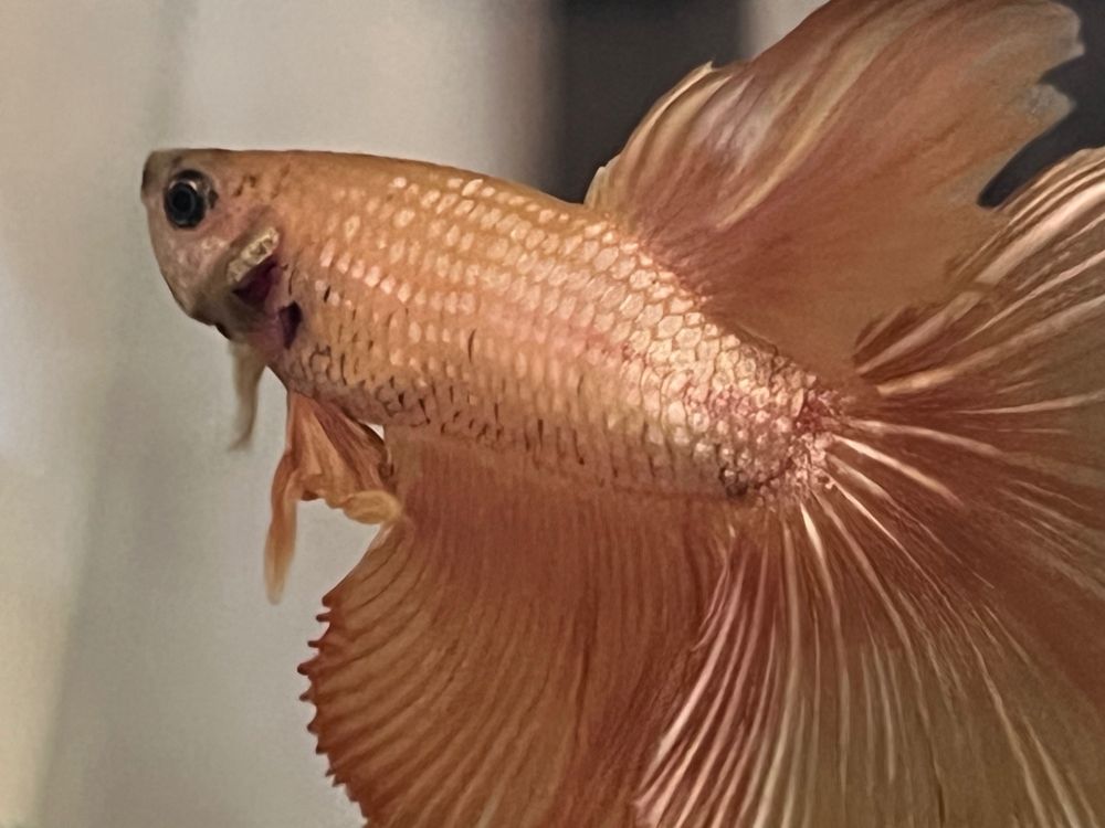 Close-up of a beautiful shimmery apricot-colored betta fish. His fins are all splayed out and his gils in a slight flare