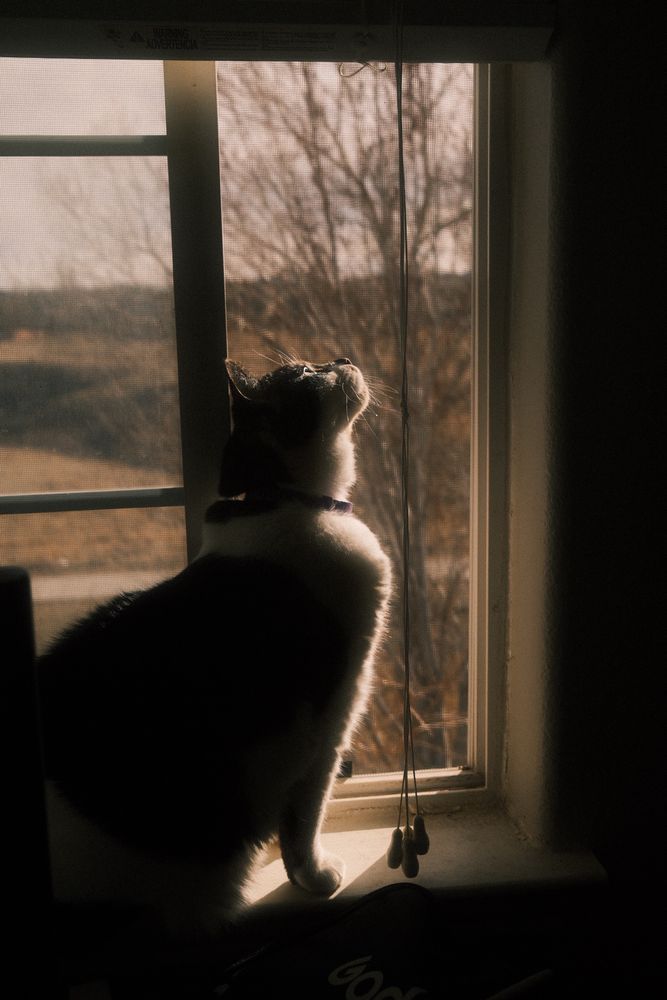 white and grey tabby cat sitting on a window sill watching birds back lit by the sun