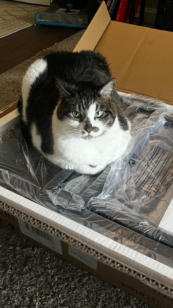 Cute ass white and grey cat sitting on an open cardboard box filled with desk parts