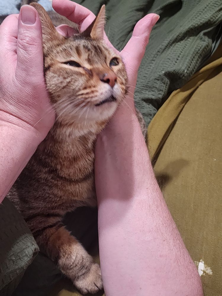 A tabby cat is getting g some really good face rubs. His eyes are slitted, and he has his mouth open a bit. No drool yet!