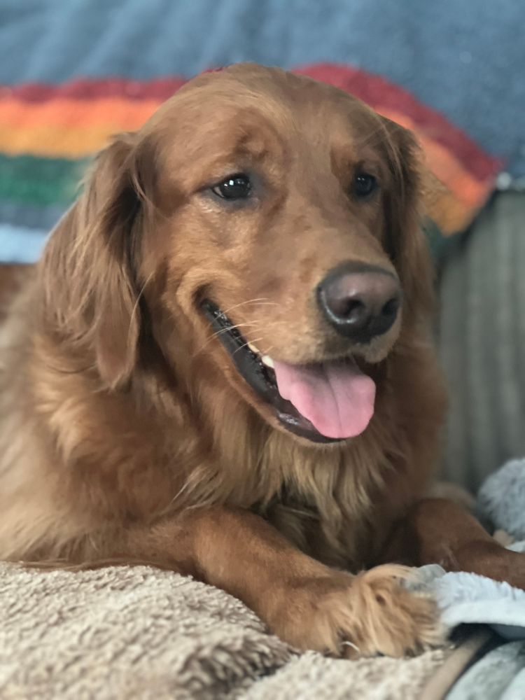 Golden retriever 