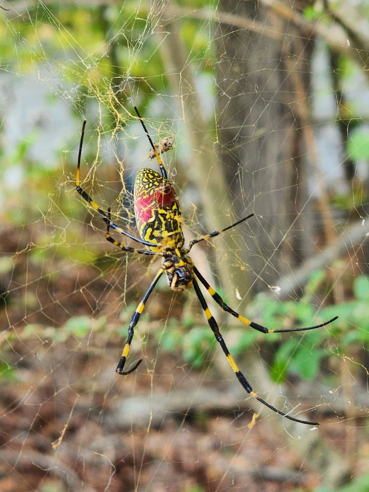 This is George. He is a Joro writing spider. His legs and body are black and yellow with the center of his body a bright red.  He's hanging out, face down, in his web. 