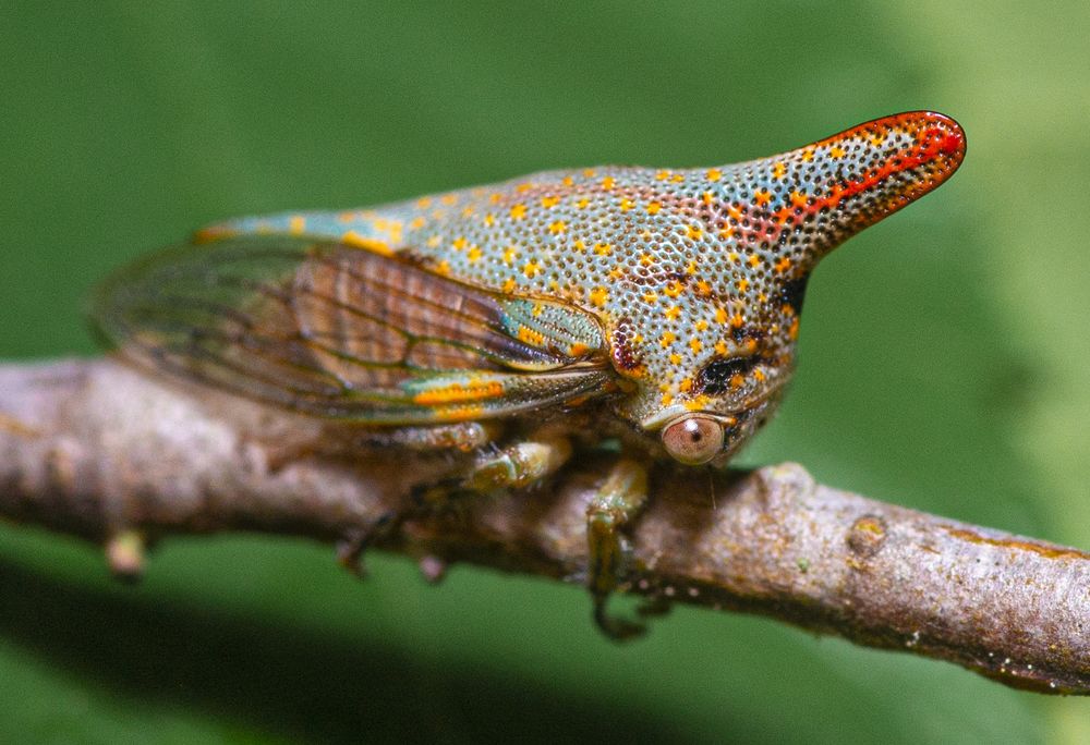 The oak treehopper (Platycotis vittata), a colorful small insect with a funny helmet-like projection over its head, clings to an oak twig, looking a bit like a dinosaur.