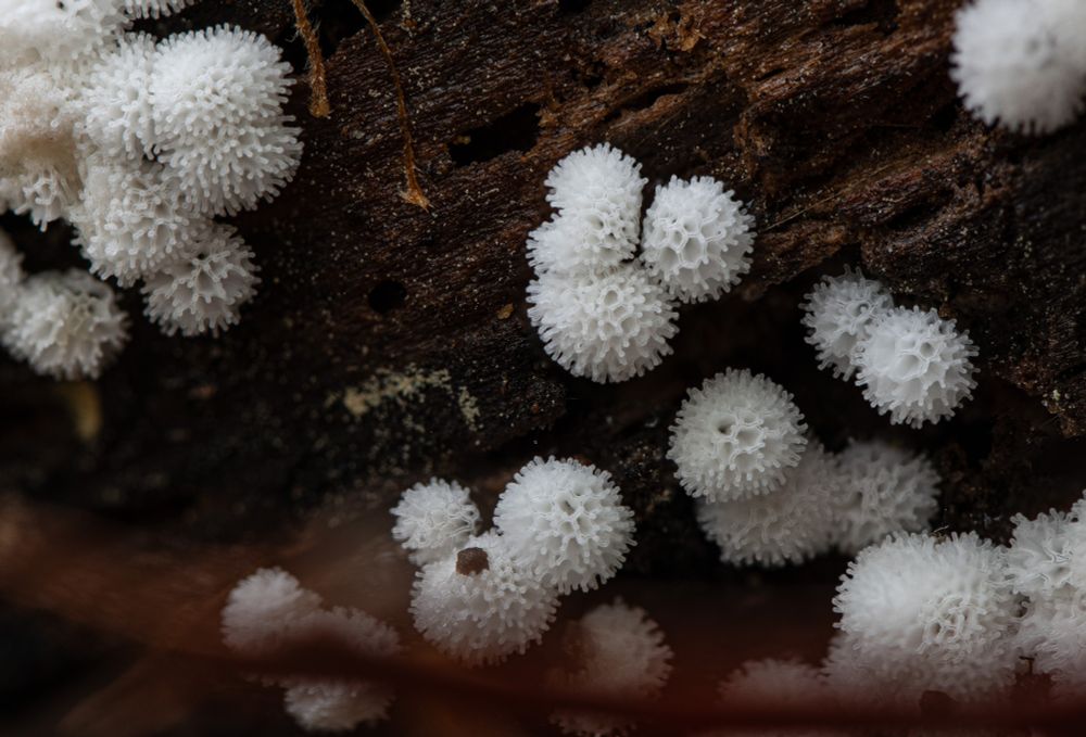 This photo shows a scattering of critters, for lack of a better word, that look a bit like white sea anemones, blooming from rotting wood. They are extremely delicate and ephemeral, and are not actually single organisms but multi-organismal assemblages. 