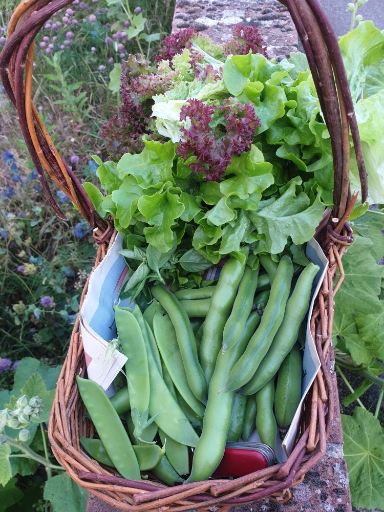 A woven trug-shaped basket holding broad beans, basil, lettuce leaves - oak leaf and lollo rosso - and mange touts. A red Swiss Army penknife is nestled among the produce.