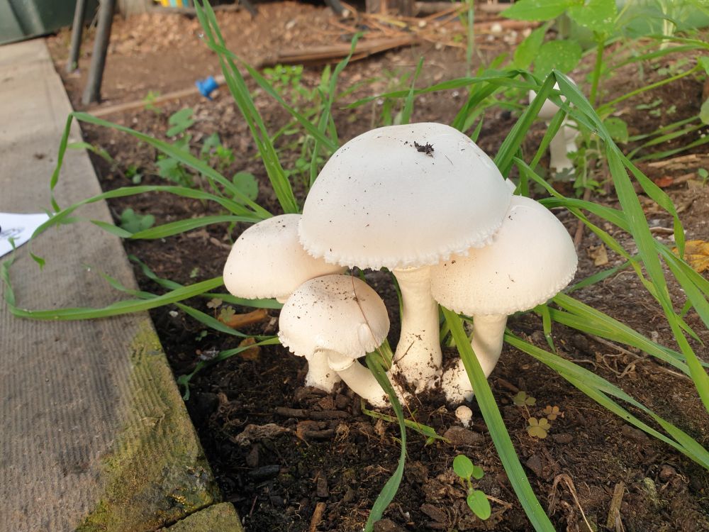 A group of 4 medium-sized, porcelain-white mushrooms, all sprouting from a shared base, nestled among weeds in a patch of soil next to a path.