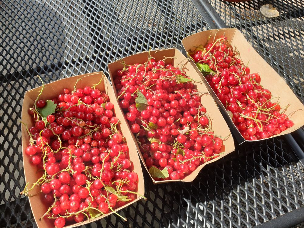Three cardboard punnets of bright red, jewel-like redcurrants. 