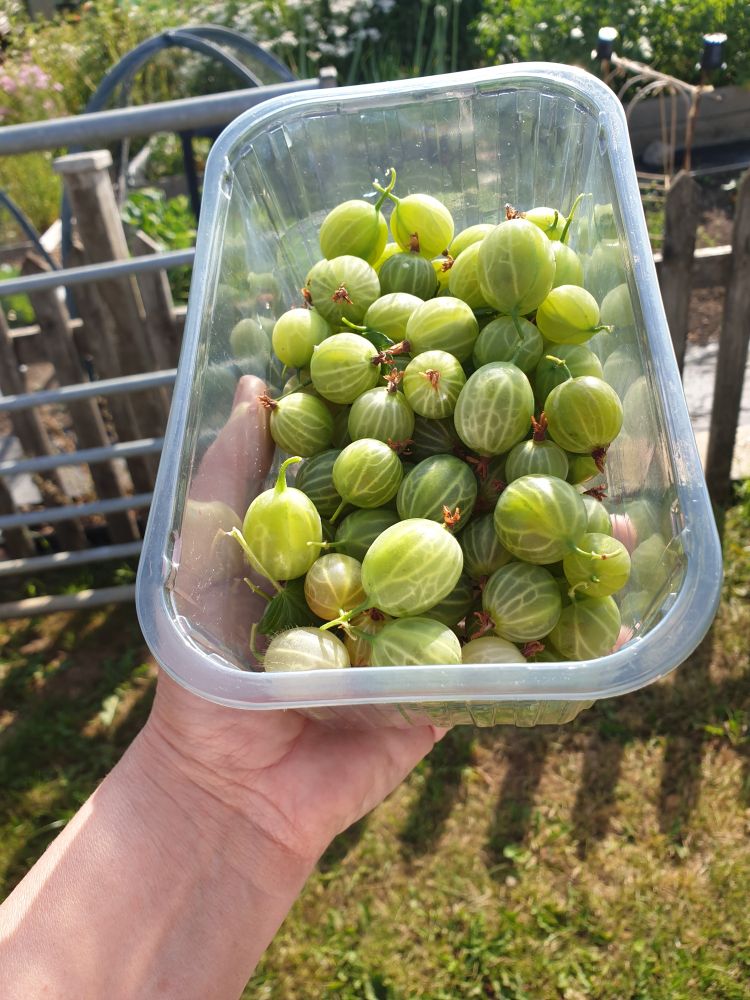 A hand holding a plastic punnet filled with large green gooseberries.