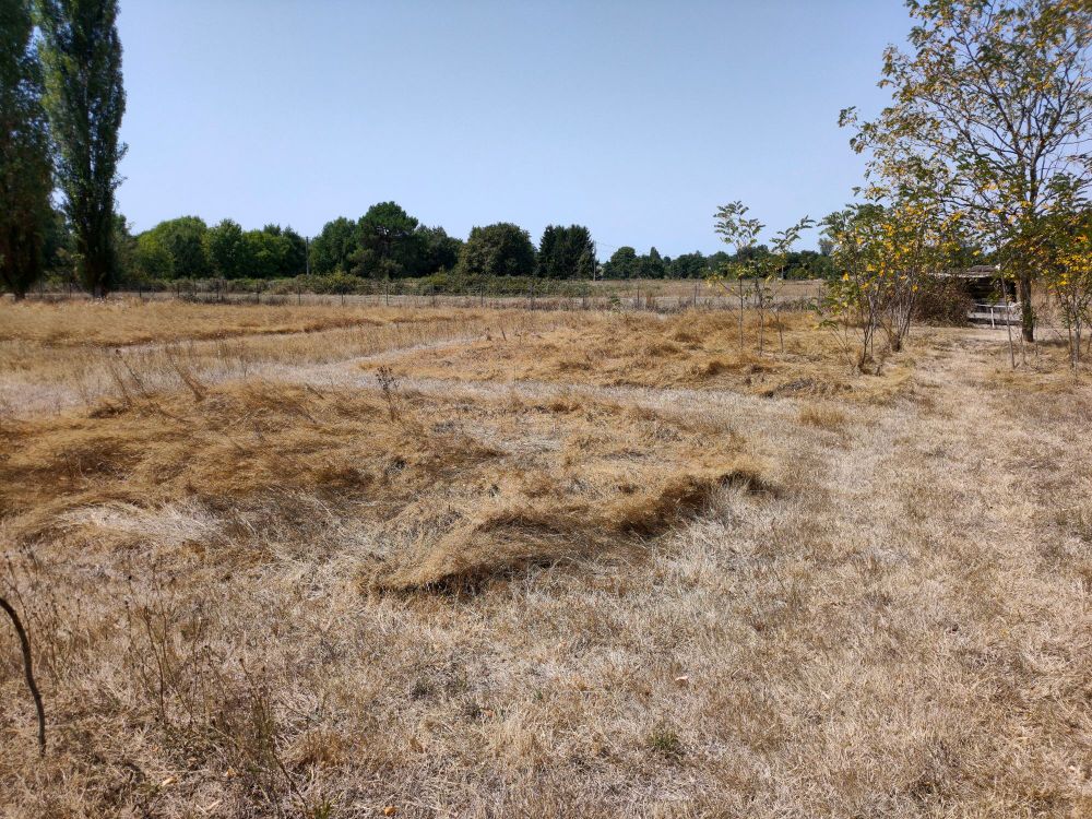 Paysage de campagne, l'herbe est couchée, normal pour cette saison, mais là couleur de l'herbe est gris/marron de manière plus prononcé qu'en temps normal à cette époque de l'année 