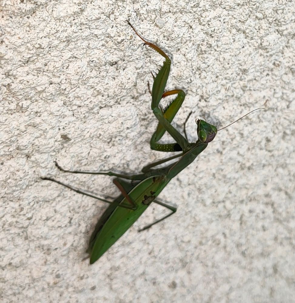 Une mante religieuse me regarde méchamment en train de la prendre en photo 😁