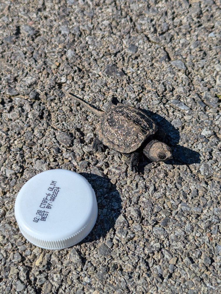Very small turtle on a sidewalk next to a bottle cap.