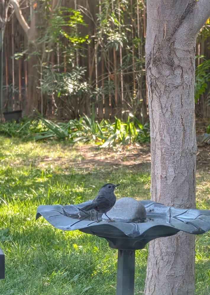 A grey catbird on a bird bath. A tree trunk and green grass are in the background.