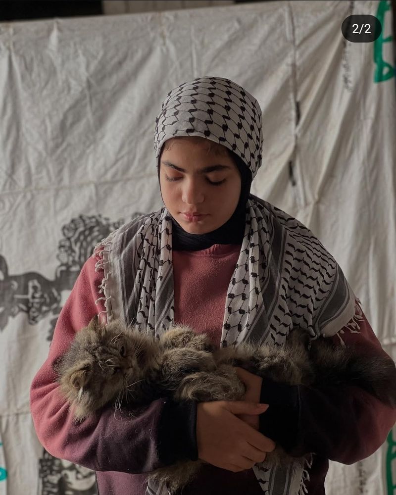 A picture of a 12 year old Palestinian girl in a kuffiyeh headscarf and pink sweater. She is looking down at the cute and very fluffy cat she is holding in her arms. 