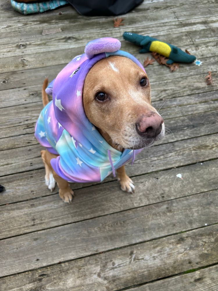 Tan dog in unicorn hoodie 
