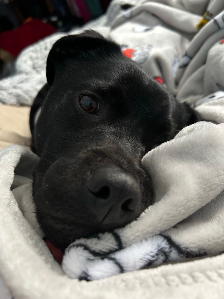 Black dog’s face laying on a blanket looking at Mom. 