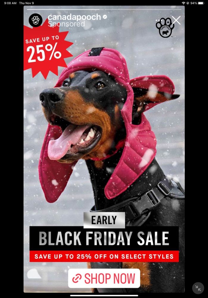 A Doberman dog wearing a funny dark pink-reddish trapper hat with ear flaps. From Canada Pooch, 25% off.