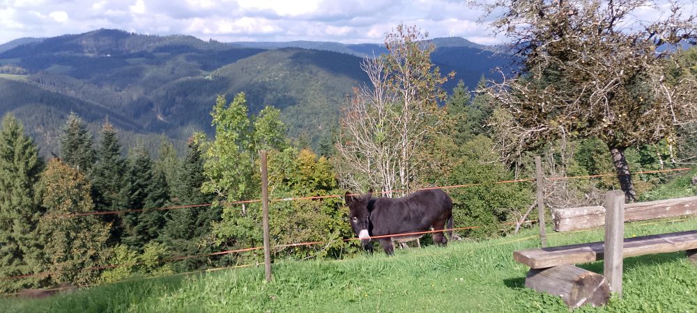 A panorama from high on a hill. In the distance other hills on the other side of the valley, in fairground a donkey behind a fence.