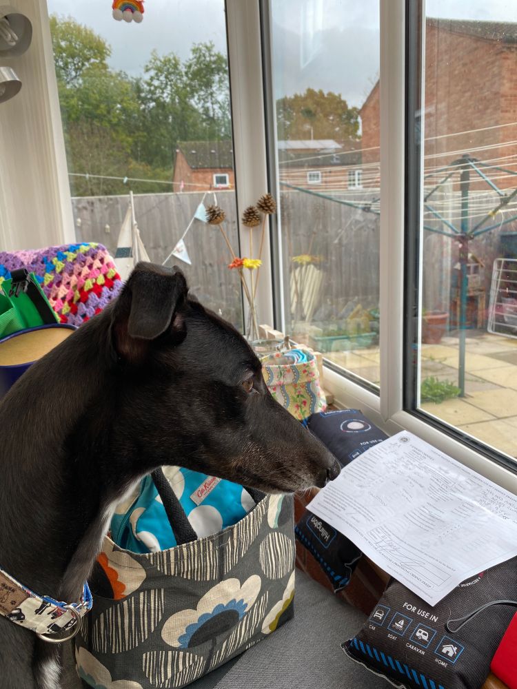 Black hound standing in a conservatory staring out