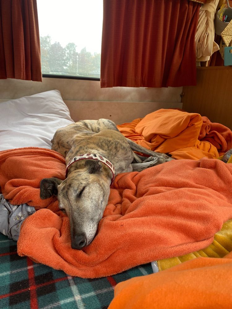 A brindle greyhound laying on an orange duvet in a caravan!!