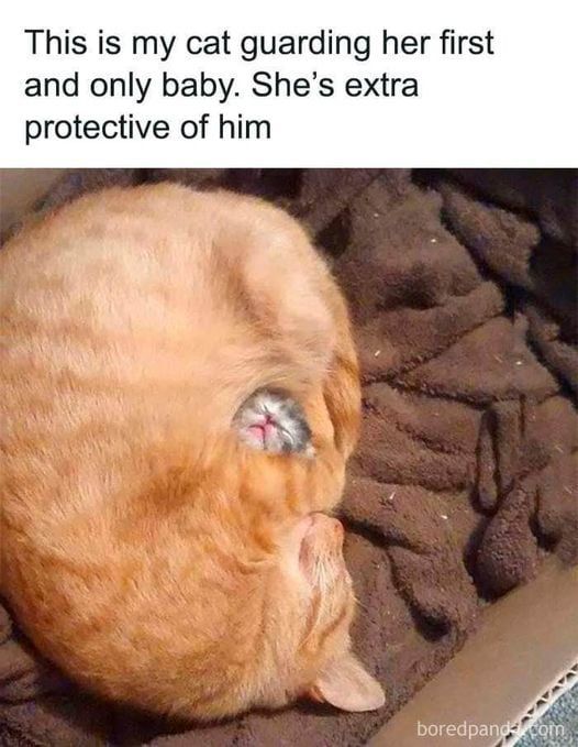 A momma cat curled up with there baby safety in the middle with the caption:

This is my cat guarding her first and only baby. She's extra protective of him