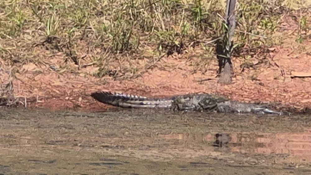 Freshwater crocodile basking on shore of croc Bay in Lake Argyle. 