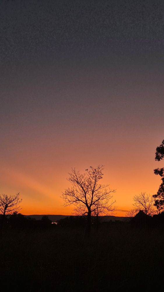 Boab tree silhouetted against orange sunset. 