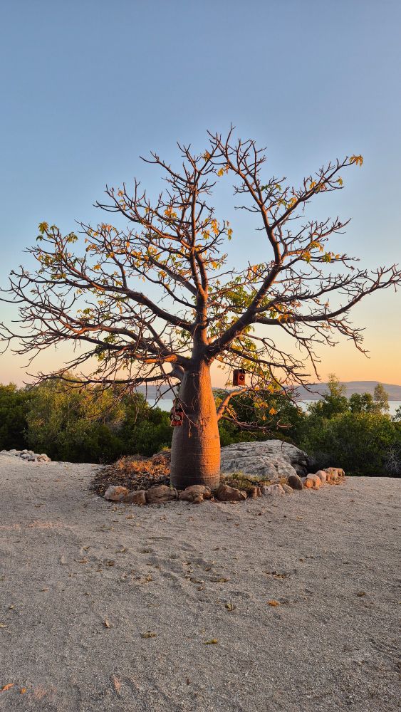 Boab tree with minimal leaves and 2 small low hanging rectangular lanterns, at early sunset, blue sky fading to orange. 