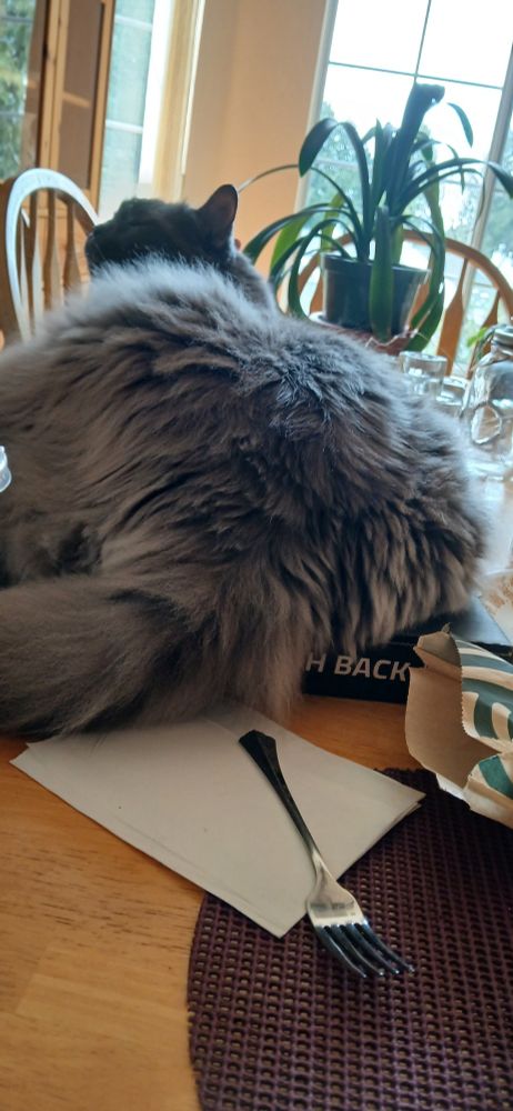 Large cat laying on pizza box.