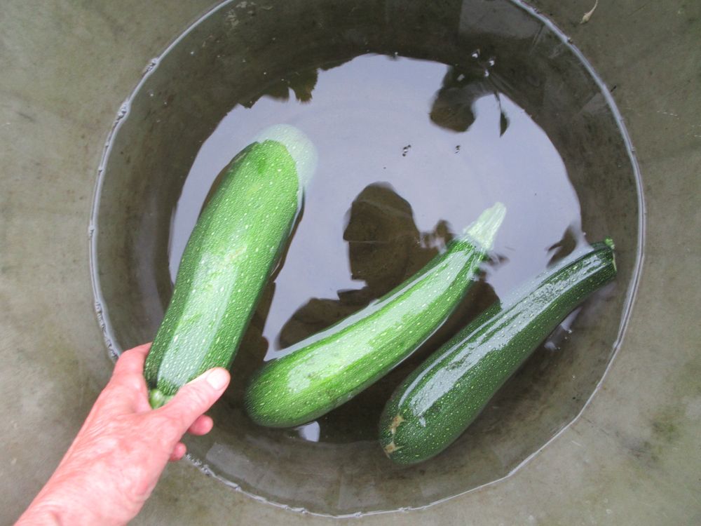 three zucchinis in a water barrel. A hand holds one of the zucchinis.