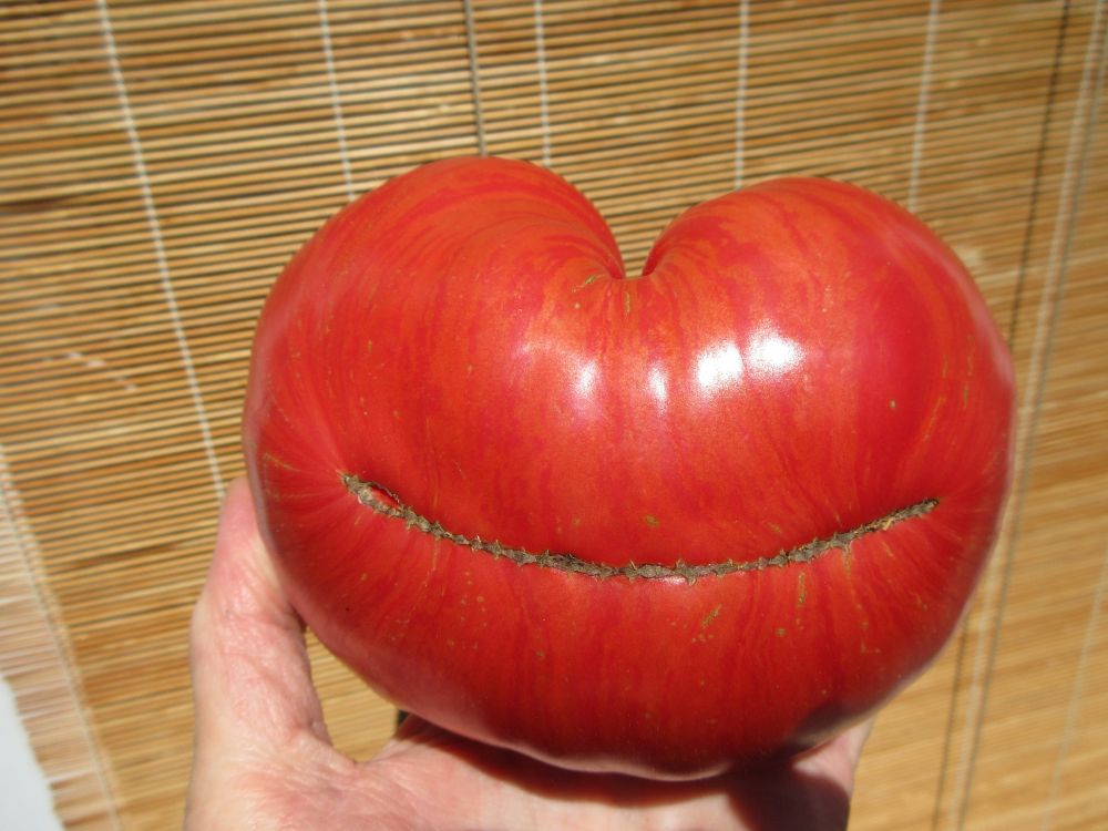 A large Vintage Wine tomato, shaped like a heart and with a line that looks like a smile