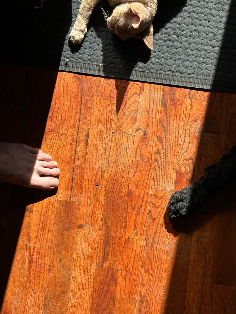 A wood floor with a beam of light that frames a dog’s paw, a cat’s head and paw, and human toes.