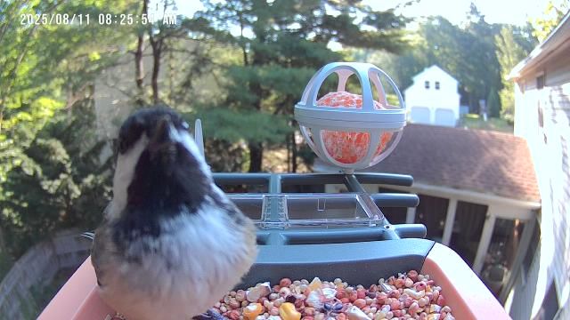 Black & white bird sitting on  bird feeder tray staring closely at the camera