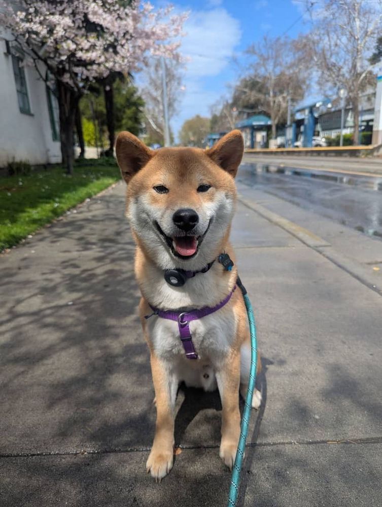 A Shiba Inu sitting politely on the sidewalk after a rain, with light rail station and blossoming trees in the background