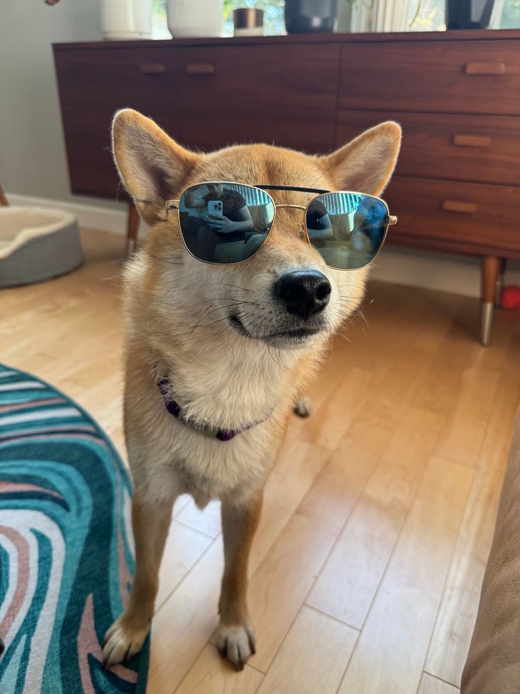 A Shiba Inu wearing sunglasses