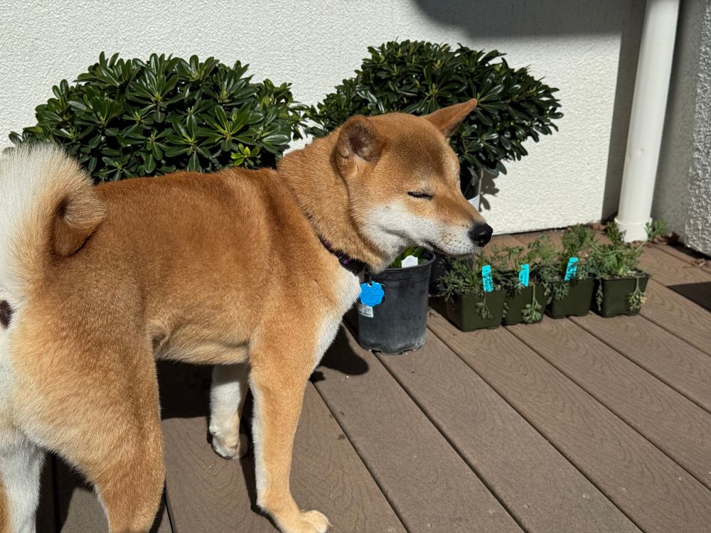 A Shiba Inu squinting after inspecting strange new plants