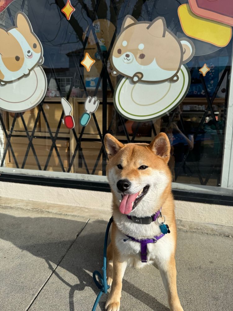 A Shiba Inu dog sitting cutely in front of a Japanese gift shop which has corgi and shiba decals on the window