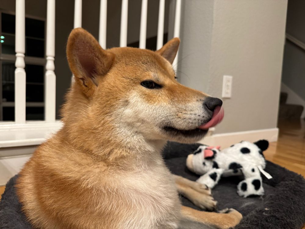 A Shiba Inu in profile, tongue out, looking sidelong at the cameraman
